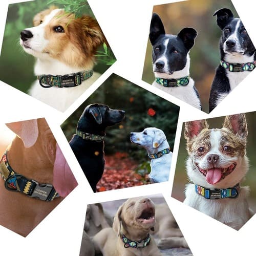 hundehalsband-mit-name